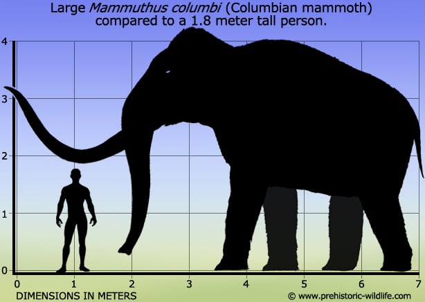 Columbian mammoth illustration